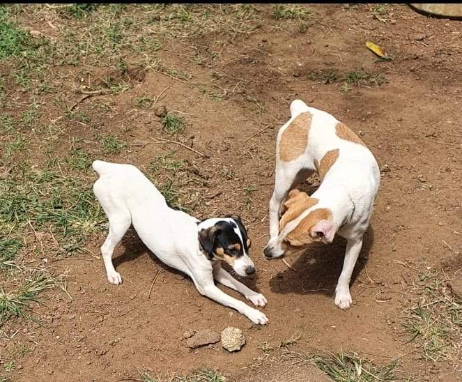 Pure bred Fox terrier for sale - 1 - Dogs  on Aster Vender