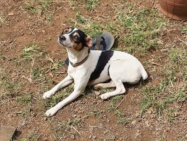 Pure bred Fox terrier for sale - 0 - Dogs  on Aster Vender