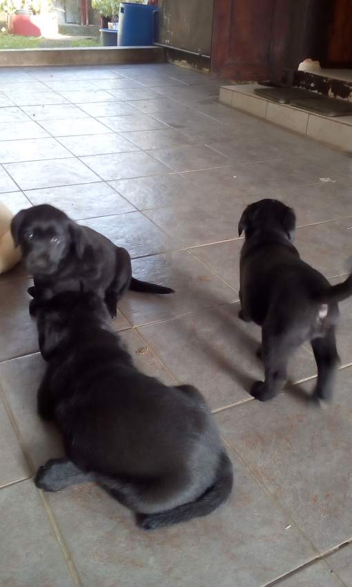 Labrador - 0 - Dogs  on Aster Vender