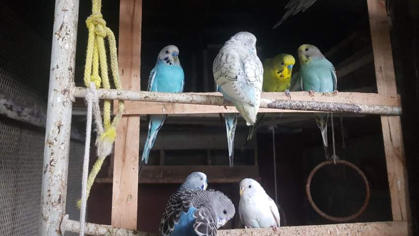 Parakeets for sale - 1 - Birds  on Aster Vender