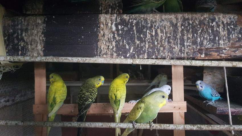 Parakeets for sale - 0 - Birds  on Aster Vender