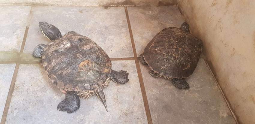 Turtles for sale - 2 - Turtles  on Aster Vender