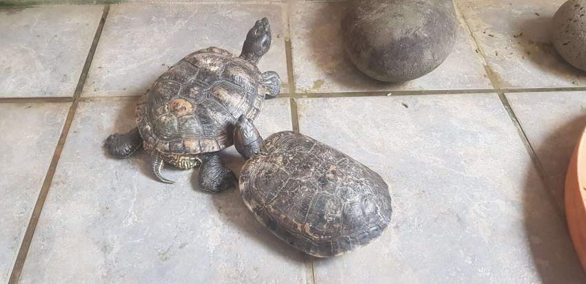 Turtles for sale - 1 - Turtles  on Aster Vender