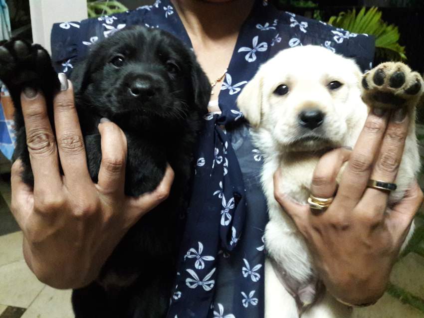 Labrador Puppies  - 3 - Dogs  on Aster Vender