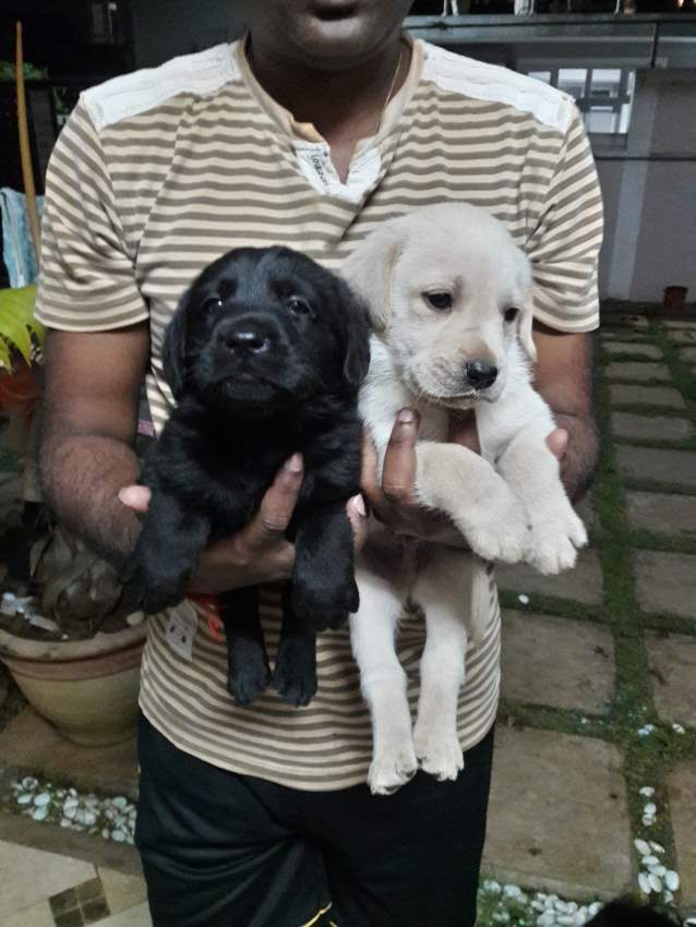 Labrador Puppies  - 1 - Dogs  on Aster Vender