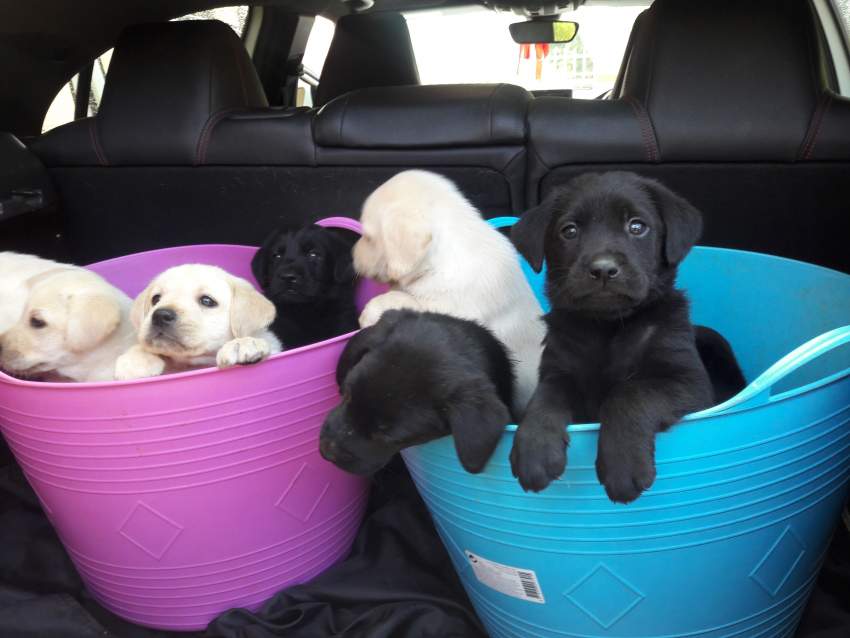 Labrador Puppies  - 4 - Dogs  on Aster Vender