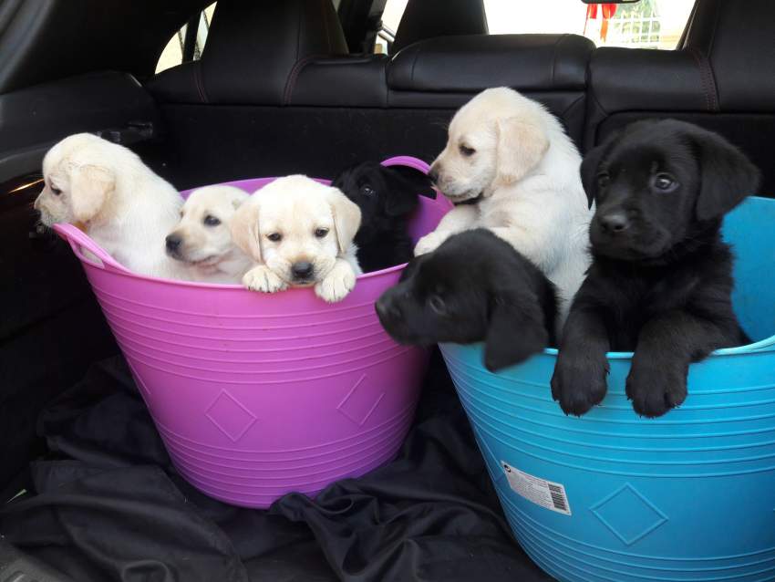 Labrador Puppies  - 5 - Dogs  on Aster Vender
