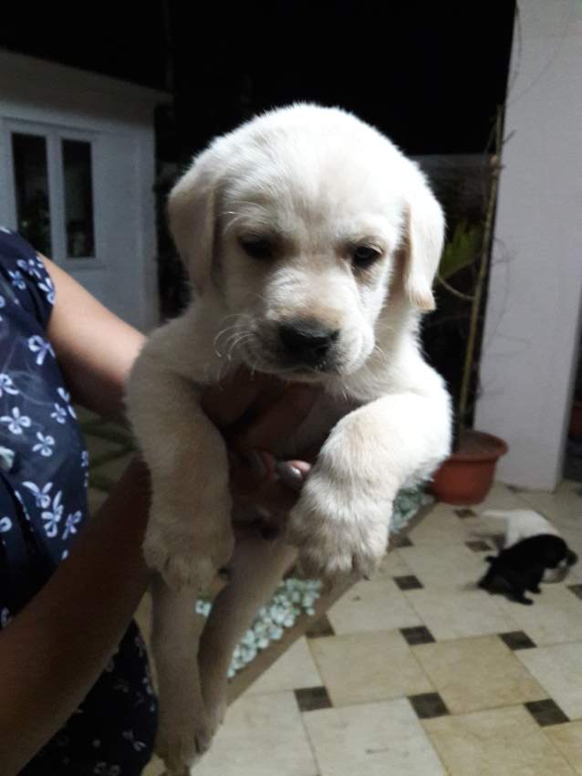 Labrador Puppies  - 2 - Dogs  on Aster Vender