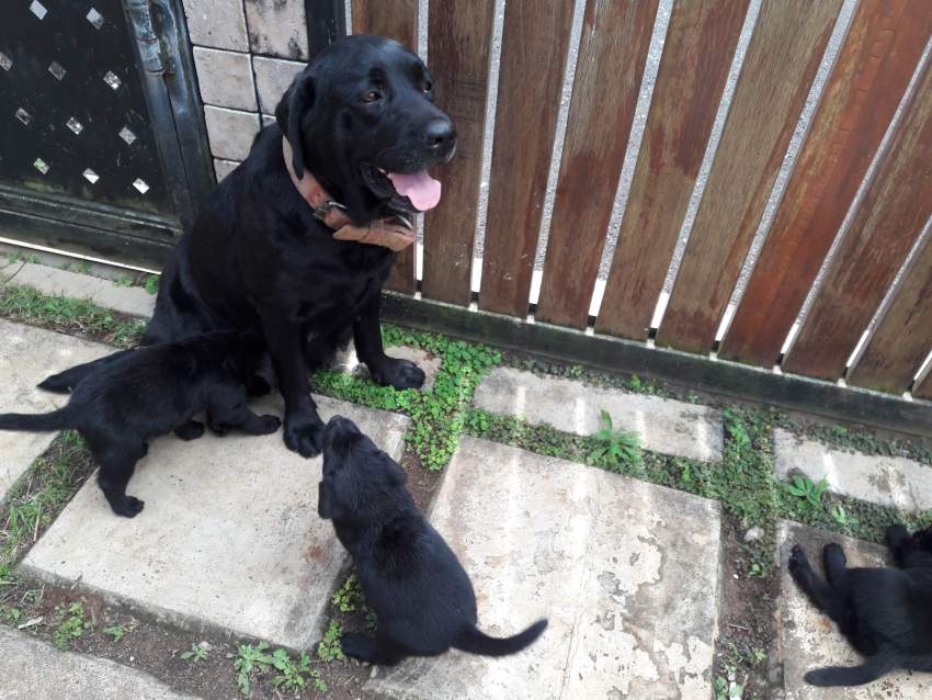 Labrador Puppies  - 6 - Dogs  on Aster Vender