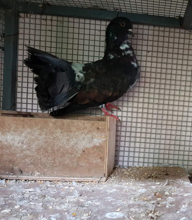 A VENDRE OISEAUX (COKATIEL, COLLOMBRE ET FANTAIL). - 0 - Birds  on Aster Vender