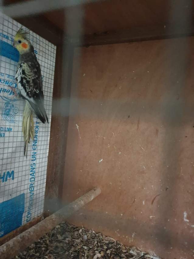 A VENDRE OISEAUX (COKATIEL, COLLOMBRE ET FANTAIL). - 3 - Birds  on Aster Vender