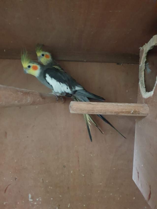 A VENDRE OISEAUX (COKATIEL, COLLOMBRE ET FANTAIL). - 2 - Birds  on Aster Vender