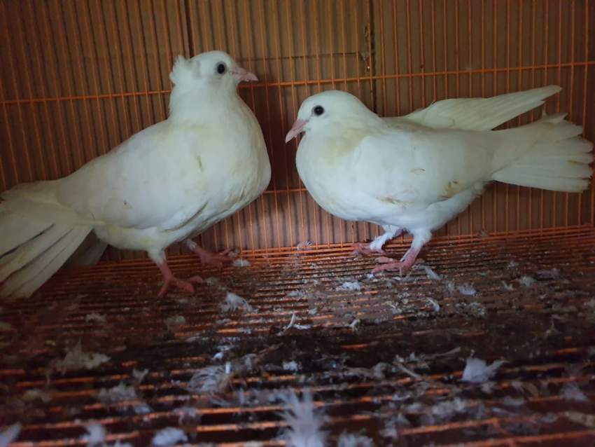 A VENDRE OISEAUX (COKATIEL, COLLOMBRE ET FANTAIL). - 1 - Birds  on Aster Vender