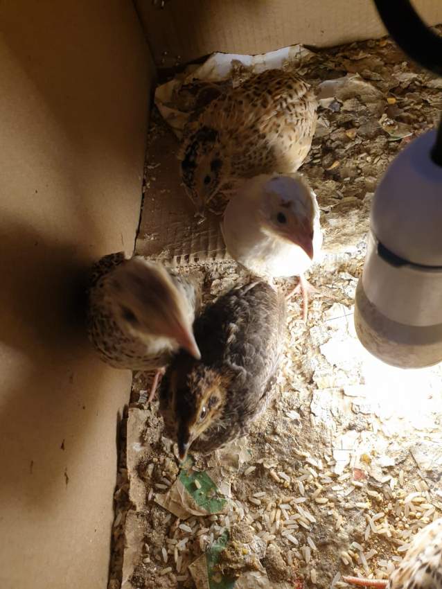 A Vendre Quails - 0 - Other Pets  on Aster Vender