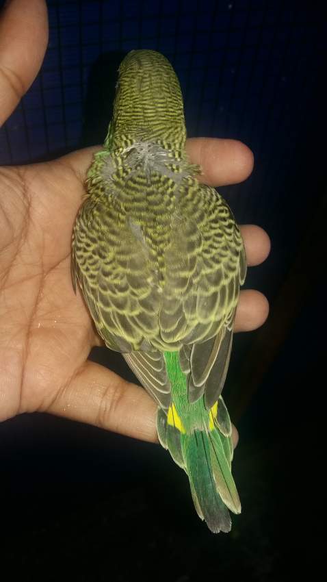 Bb perruche on Aster Vender