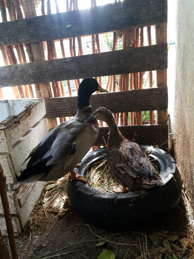 Pair of Colvert Duck  - 1 - Birds  on Aster Vender