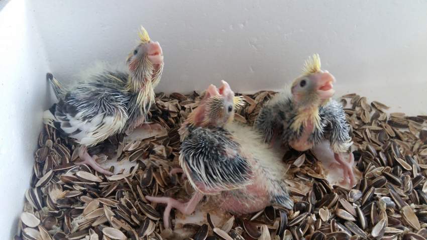 Bb cockatiel on Aster Vender