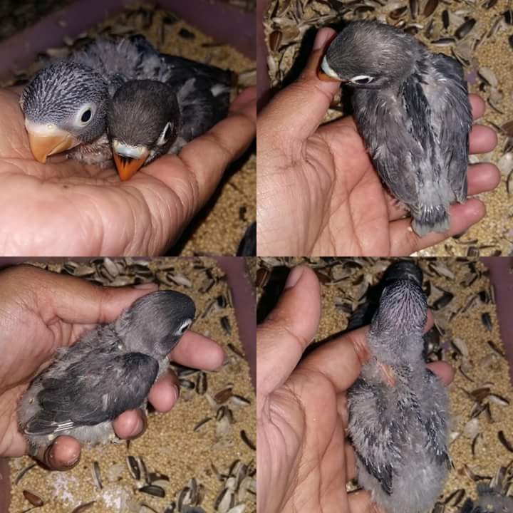 Bb lovebird masker noir on Aster Vender