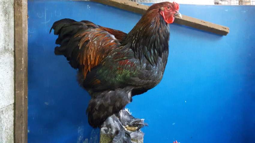 Coq brahma on Aster Vender