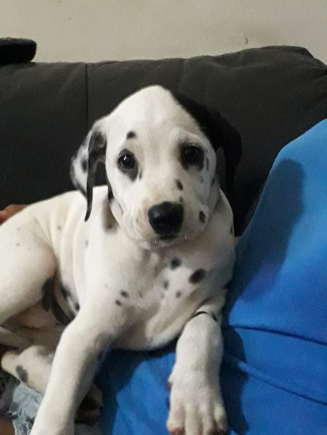 Dalmatian puppies dewormed and vaccinated for sale. - 0 - Dogs  on Aster Vender