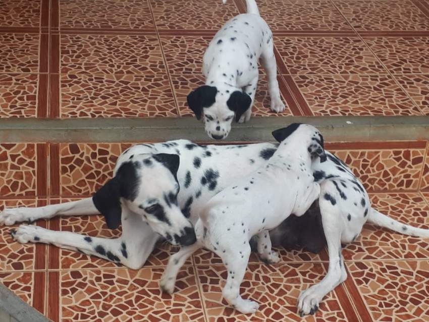 Dalmatian puppies dewormed and vaccinated for sale. - 1 - Dogs  on Aster Vender