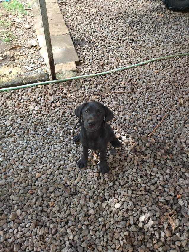 Pure breed black English Labrador for sale - 0 - Dogs  on Aster Vender