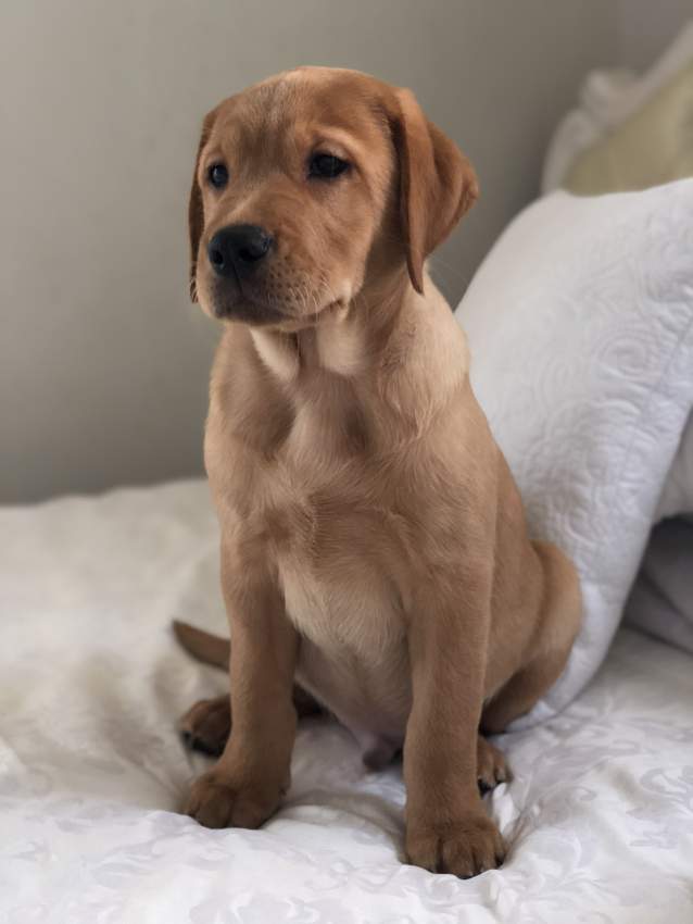 Labrador puppy for sale  - 0 - Dogs  on Aster Vender