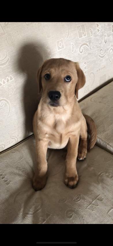 Labrador puppy for sale  - 2 - Dogs  on Aster Vender