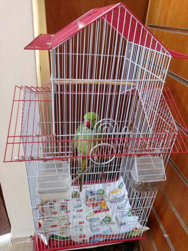 Cateau vert - 0 - Birds  on Aster Vender