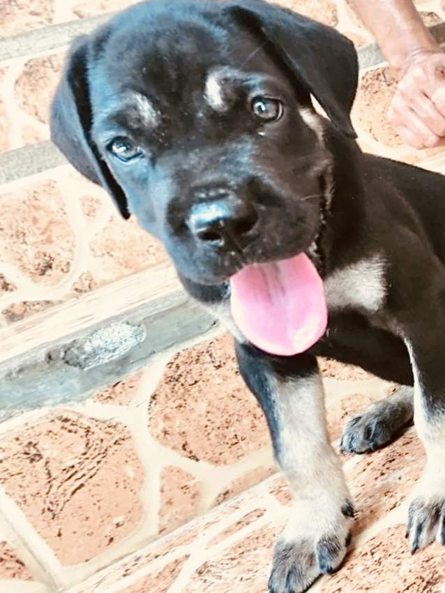 Puppies - 0 - Dogs  on Aster Vender