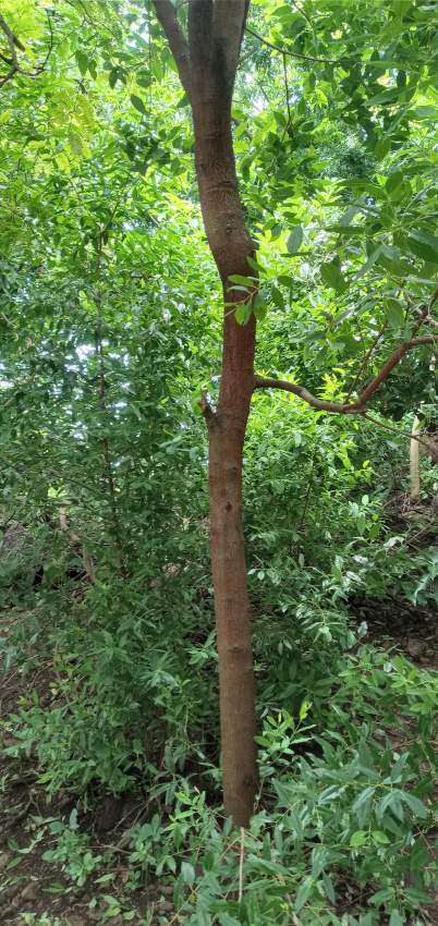 White sandalwood (Santalum album) - 1 - Plants and Trees  on Aster Vender