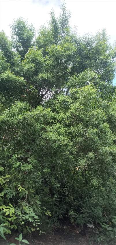 White sandalwood (Santalum album) - 0 - Plants and Trees  on Aster Vender
