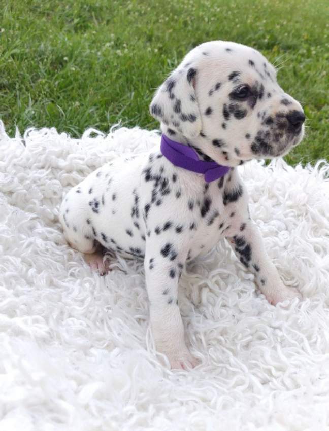 Male And Female Dalmatian Beautiful Puppies - 0 - Dogs  on Aster Vender