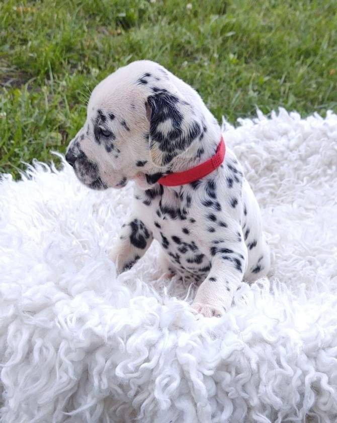 Male And Female Dalmatian Beautiful Puppies - 1 - Dogs  on Aster Vender
