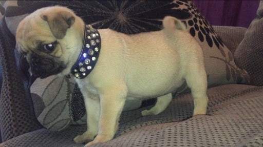 Pugs Puppies - 0 - Dogs  on Aster Vender