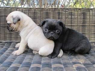 Pugs Puppies - 1 - Dogs  on Aster Vender