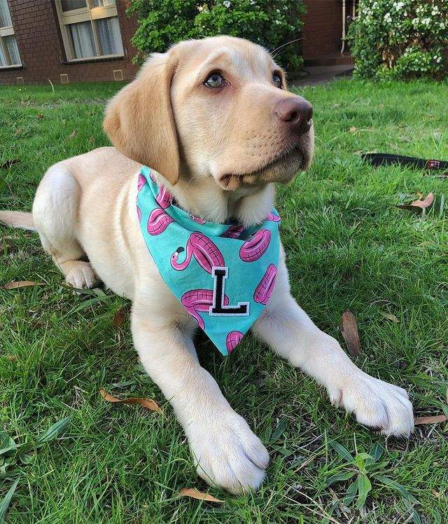 Labrador Retriever Puppies Available Now on Aster Vender