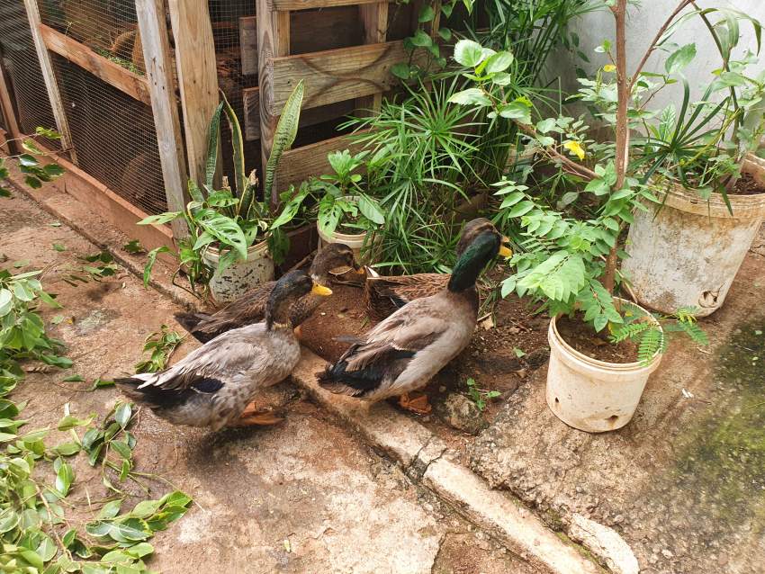 Colvert Duck - 1 - Birds  on Aster Vender