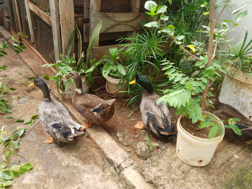 Colvert Duck - 0 - Birds  on Aster Vender