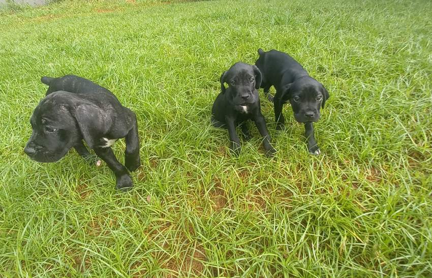 Puppy - 3 - Dogs  on Aster Vender