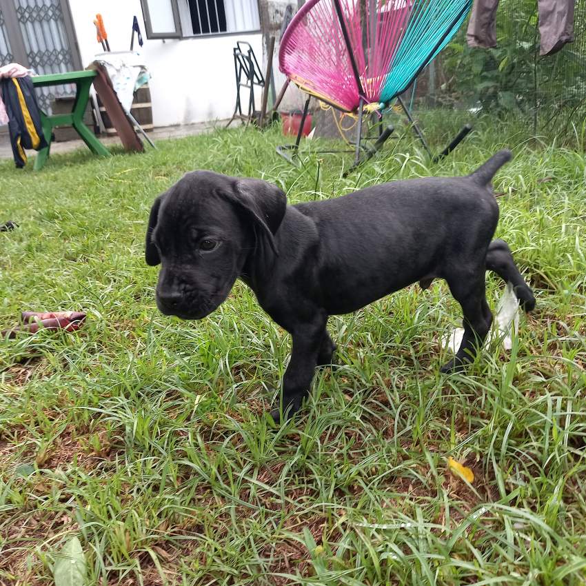 Puppy on Aster Vender