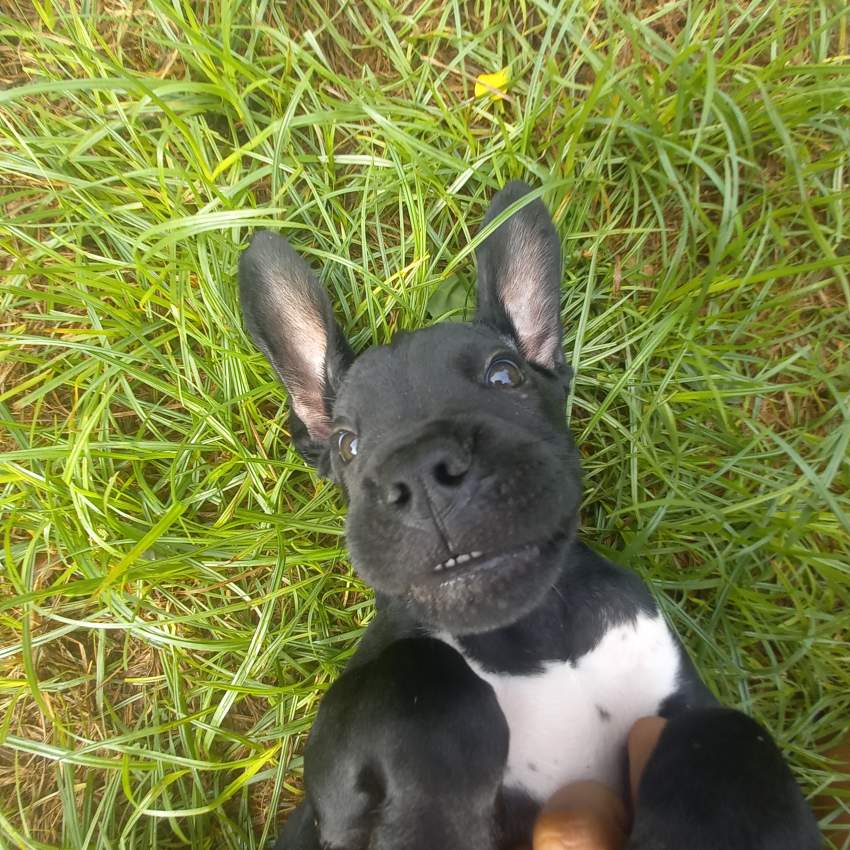 Puppy - 2 - Dogs  on Aster Vender