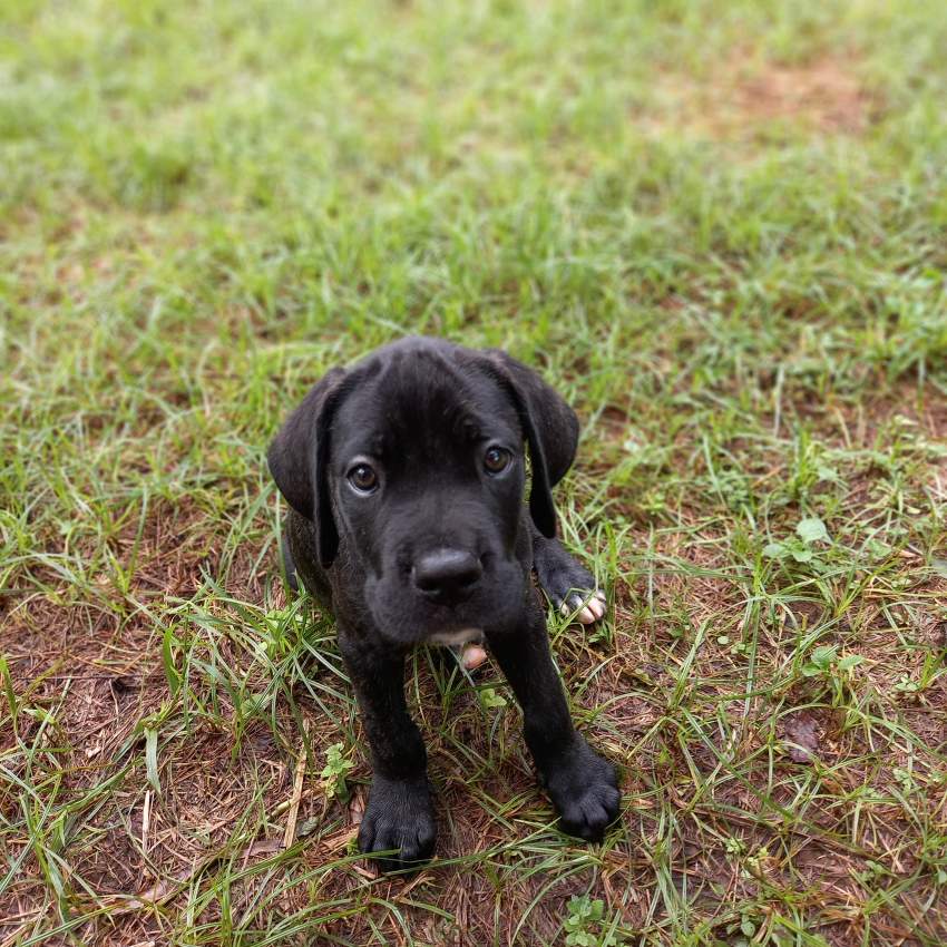 Puppy - 1 - Dogs  on Aster Vender