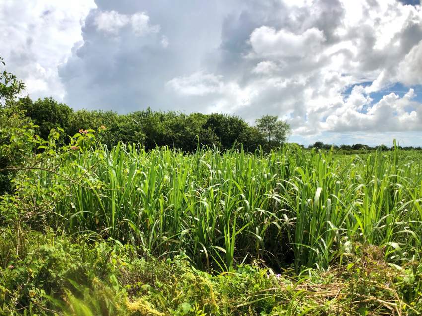 For Sale – Agricultural Land 3020 m2 – Lallmatie - 5  on Aster Vender