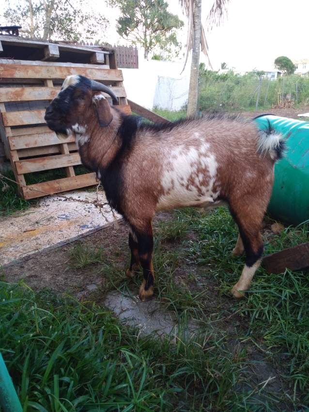 A vendre bouc local - 0 - Other Pets  on Aster Vender