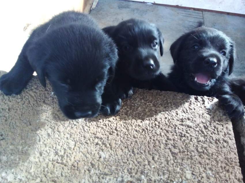 BABY LABRADOR - 13k - 1 - Dogs  on Aster Vender