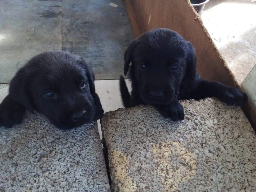 BABY LABRADOR - 13k - 2 - Dogs  on Aster Vender