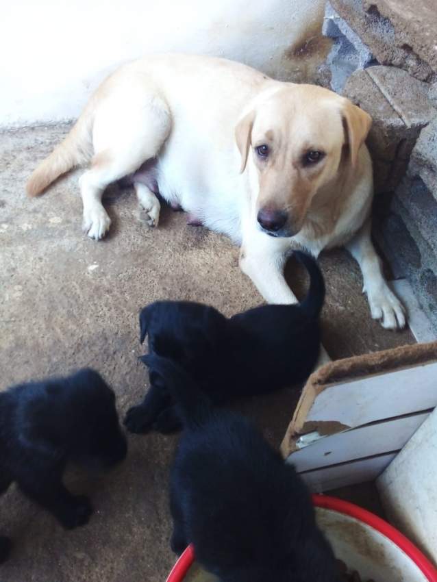 BABY LABRADOR - 13k - 3 - Dogs  on Aster Vender