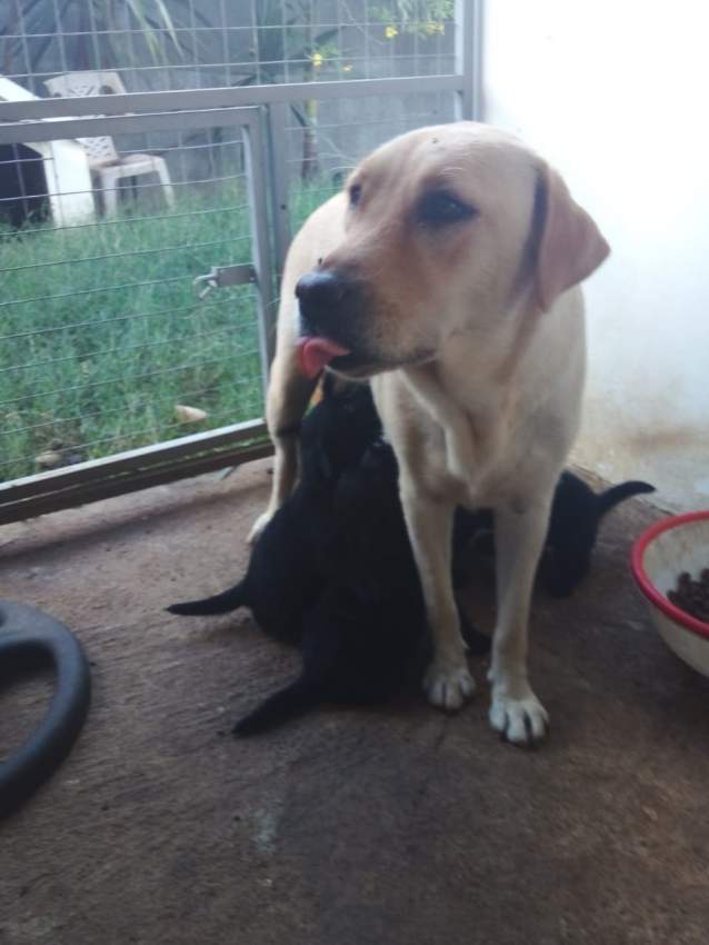 BABY LABRADOR - 13k - 4 - Dogs  on Aster Vender