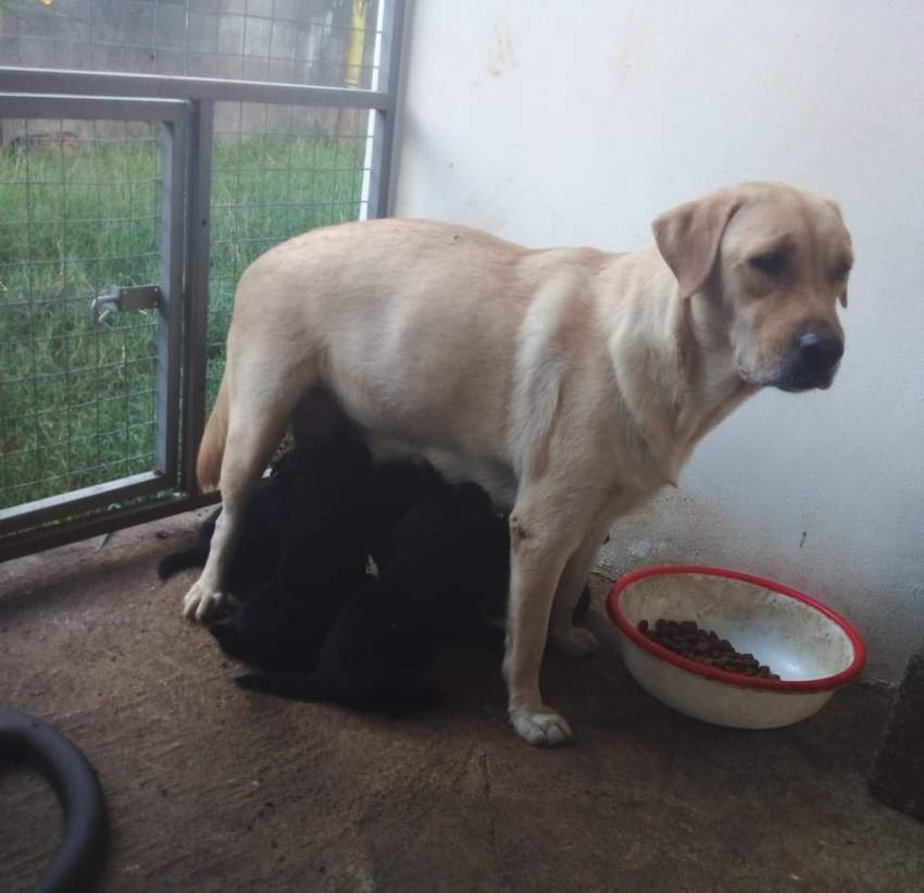 BABY LABRADOR - 13k - 5 - Dogs  on Aster Vender